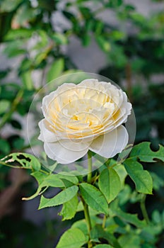 White Rose is Blooming in the Botanical Garden.