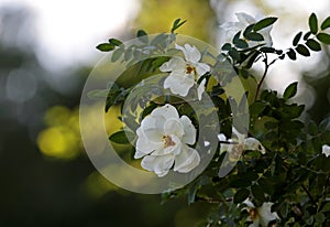 White rose blooming in shadows