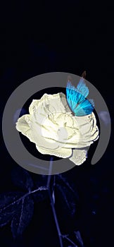 White rose & blue butterfly