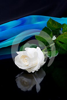 White rose and blue silk