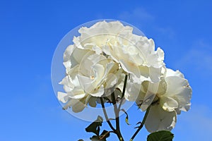 White rose on blue sky