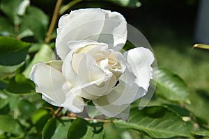 White rose with blur in the background