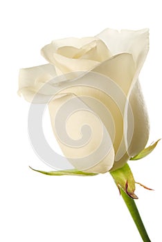 White rose bud