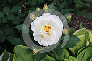 White rose with bud and bee in Botanical garden