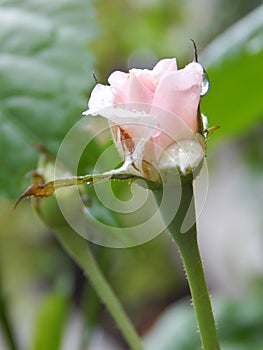 White Rose Bud Green Background