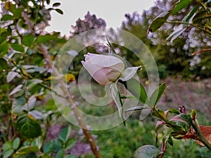 White rose bud at sunset in the evening.