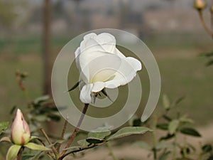 White Rose and a bud to open