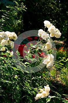 White Rose bush background