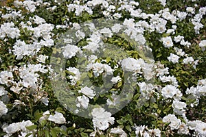 White rose bushes on a summers day