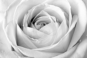 White rose close up