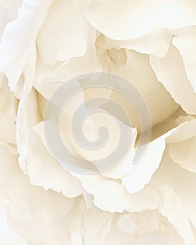 White rose close up