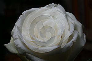 White rose close-up abstract background