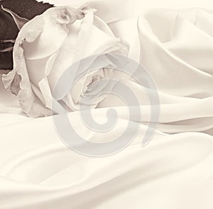 White rose close-up as background. In Sepia toned. Retro style