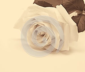 White rose close-up as background. In Sepia toned. Retro style