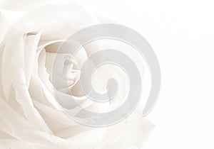 White rose close-up as background. Soft focus. In Sepia toned. R