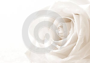 White rose close-up as background. Soft focus. In Sepia toned. R