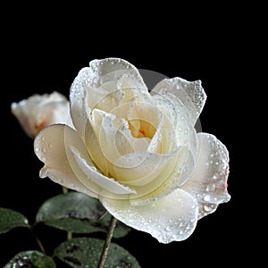 White Rose