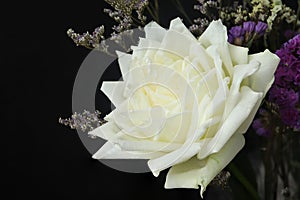 White rose close up isolated on dark black background in vase. empty space for text.