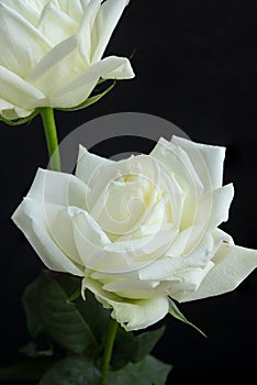 White rose close up isolated on dark black background in vase. empty space for text.