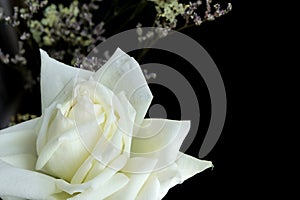 White rose close up isolated on dark black background in vase. empty space for text.