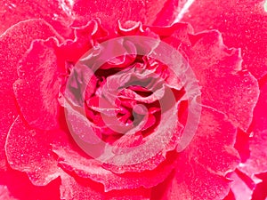 White rose close up