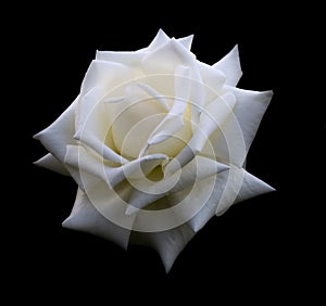 White rose close up