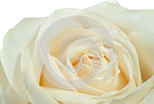 White rose closeup