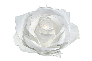 White rose closeup