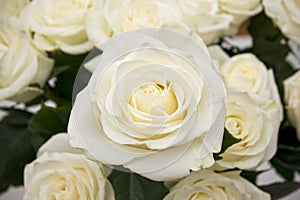 White rose closeup