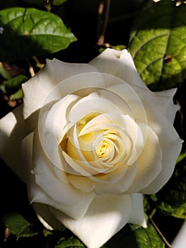 White rose closeup on the center part of the flower.