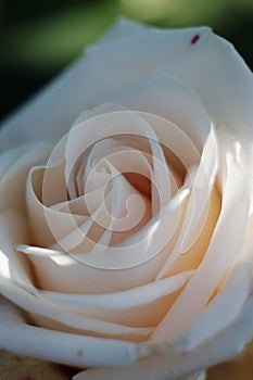 White rose closeup in the garden