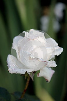 White rose closeup in the garden