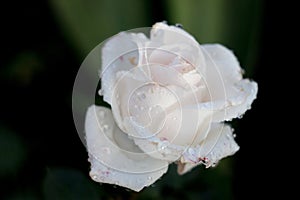 White rose closeup in the garden