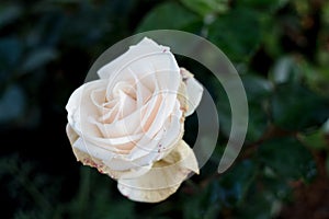 White rose closeup in the garden