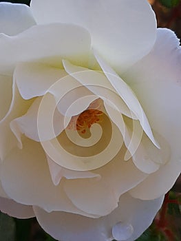 A white rose closeup in the garden