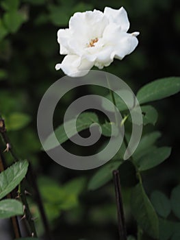 White rose color flower blooming in garden blurred of nature background, copy space concept for write text design in front