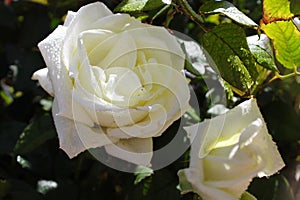 White rose covered in raindrops, Touch of spring photo
