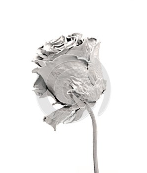 White Rose depicted