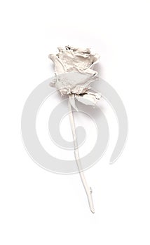 White Rose depicted
