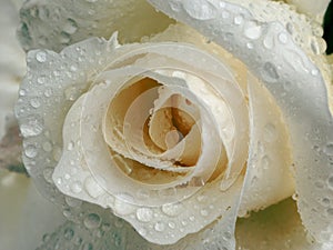 White rose with dew