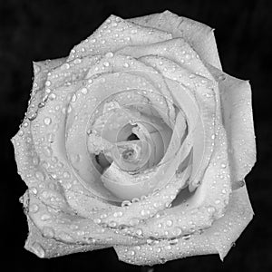 White rose with dew