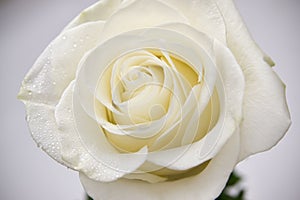 White rose with dew drops closeup