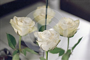White Rose with Double Reflection on a Light Background.