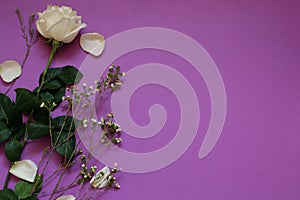 White rose and dried flowers on Violet  background whith copy space.