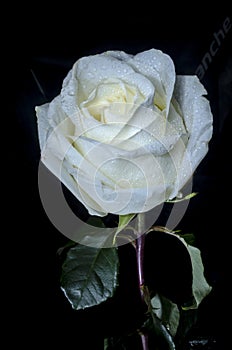 White rose with drops of dew.