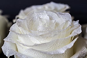 White rose and drops of water on petal of roses. Luxury romantic wallpaper