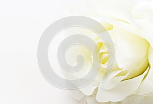 White rose fake flower on white background
