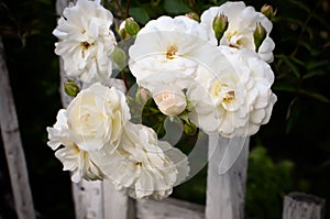 White rose at fence background