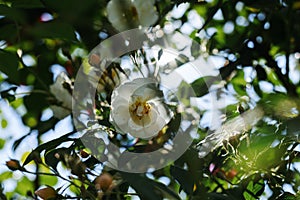 A white rose on a fence in a botanical garden on a sky background