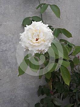 White rose floral symbol of innocence